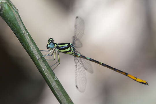 Imagem de Rhinagrion viridatum Fraser 1938