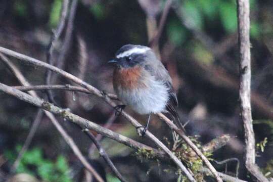 Image of Rufous-breasted Chat-Tyrant