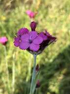 Image de Dianthus giganteus Dum.-Urville