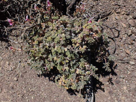 Image of Pelargonium griseum Knuth