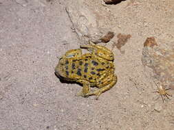 Image of Rhinella spinulosa (Wiegmann 1834)