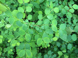 Image of common snowberry