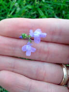 Image of Texas toadflax