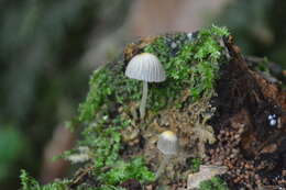 Image of Trooping Inkcaps