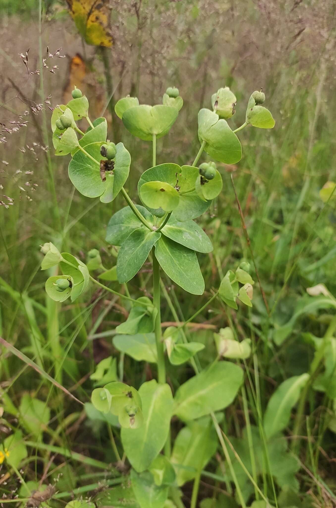 Image of Euphorbia oblongifolia (K. Koch) K. Koch