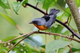 Image of Flame-throated Warbler