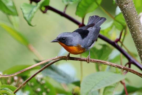 Oreothlypis gutturalis (Cabanis 1861) resmi