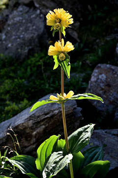 Imagem de Gentiana burseri subsp. villarsii (Griseb.) Rouy