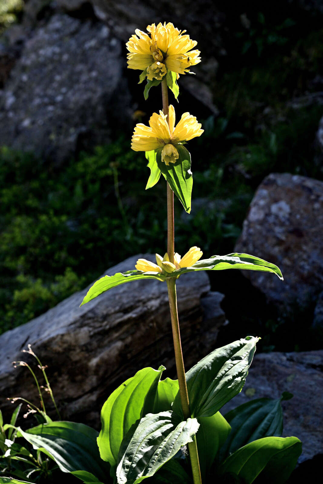 Imagem de Gentiana burseri subsp. villarsii (Griseb.) Rouy