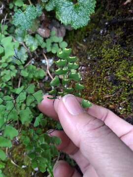 Image of Adiantum formosanum Tag.