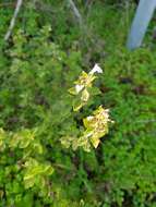 Image of lesser calamint