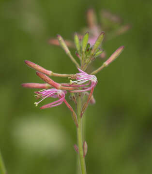 Imagem de Oenothera gaura W. L. Wagner & Hoch