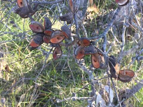 Image of Hakea actites W. R. Barker