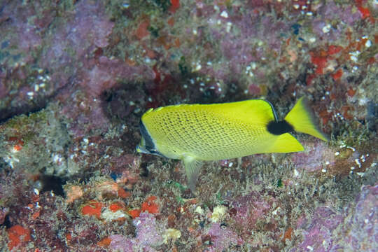 صورة Chaetodon miliaris Quoy & Gaimard 1825