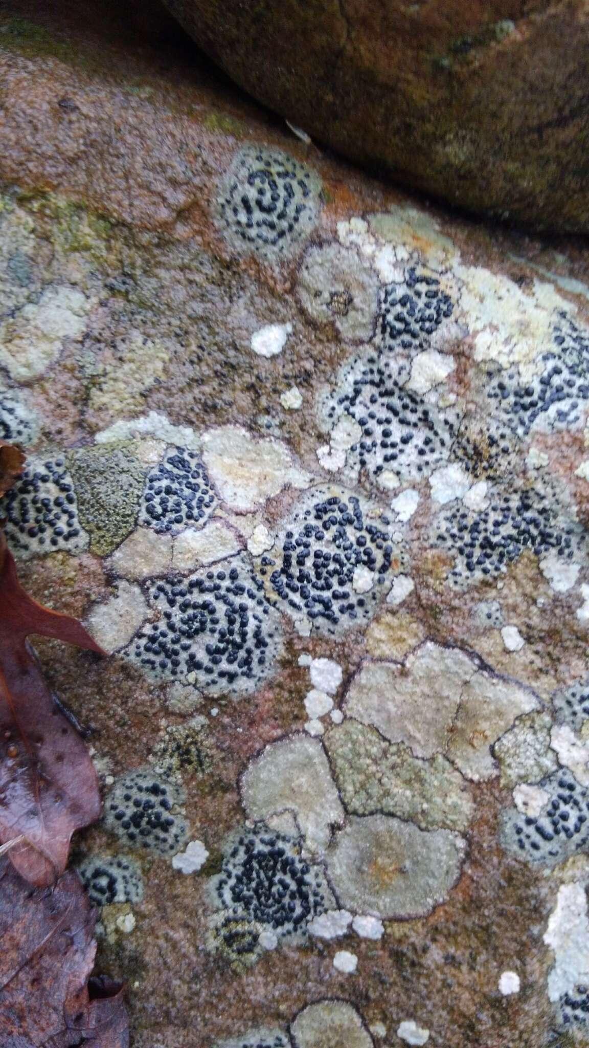 Image of crust porpidia lichen