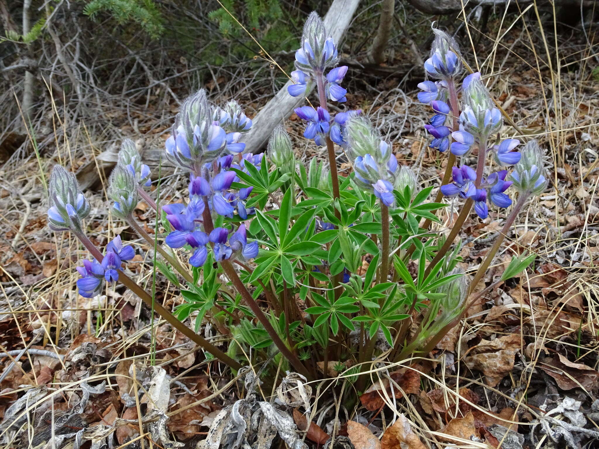 Image of arctic lupine