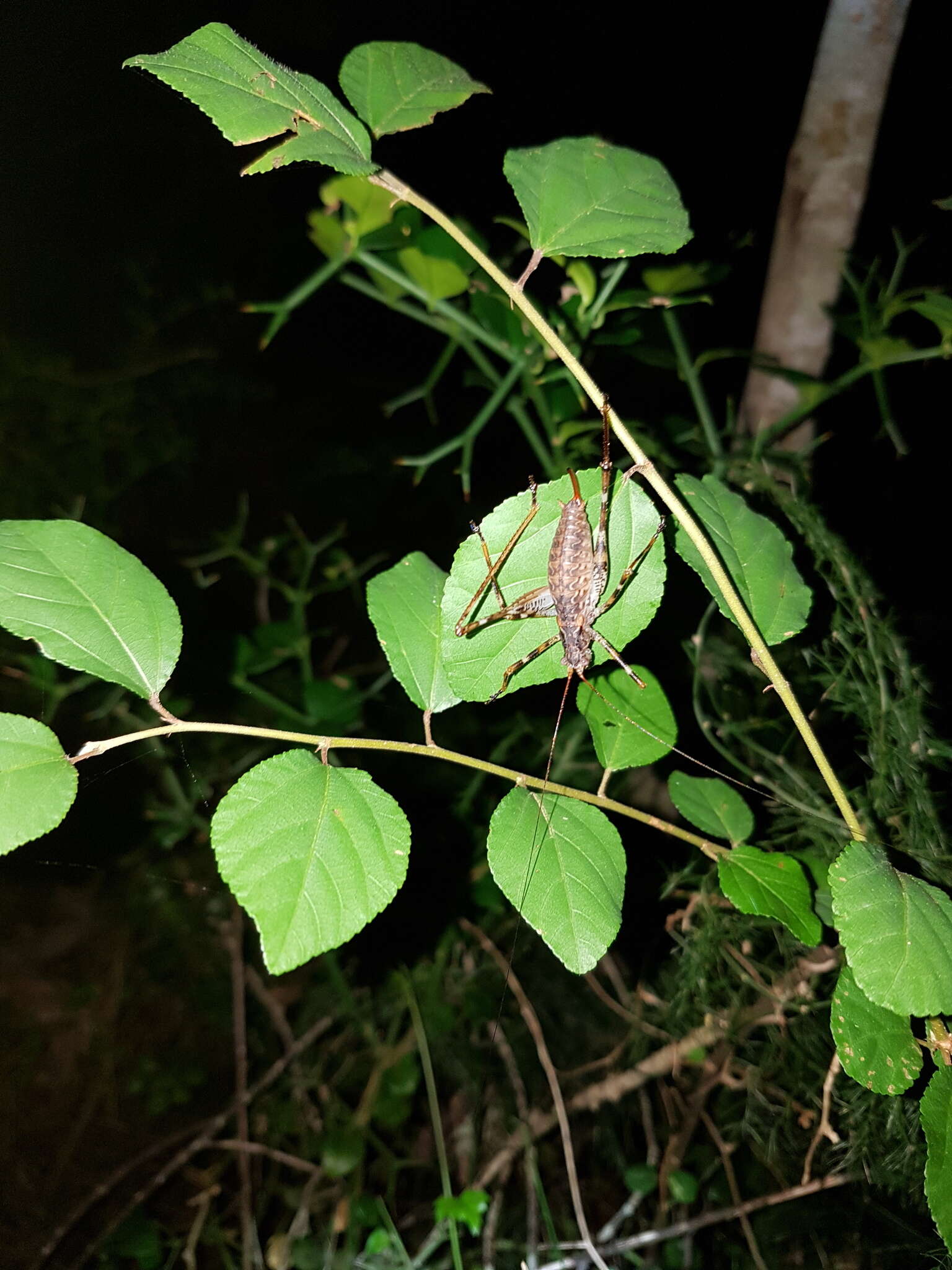 Imagem de Zitsikama tessellata Péringuey 1916