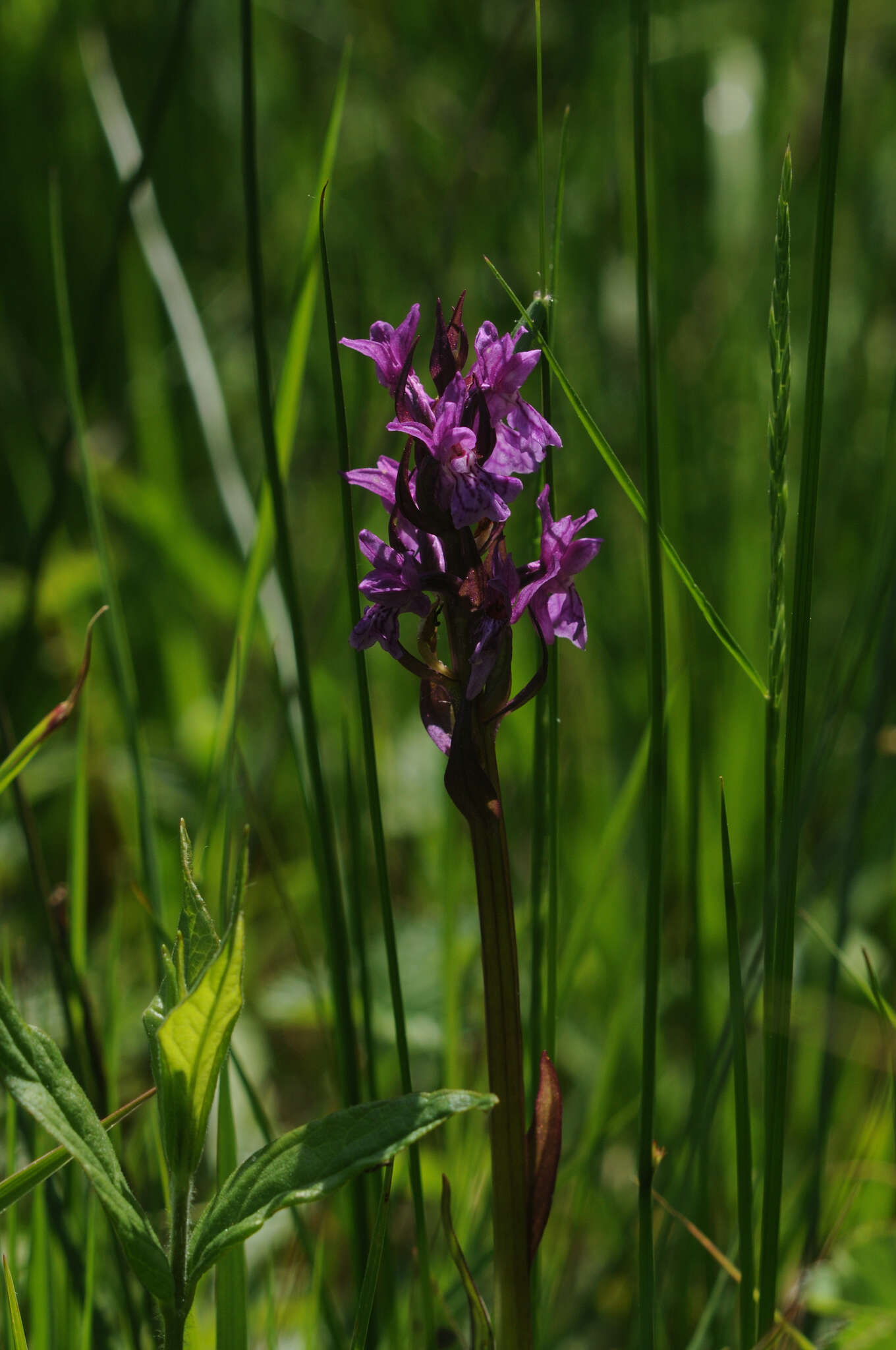 Image of Western Marsh-orchid