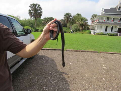 Image of Indigo Snake