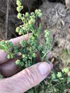 Imagem de Chenopodium berlandieri Moq.