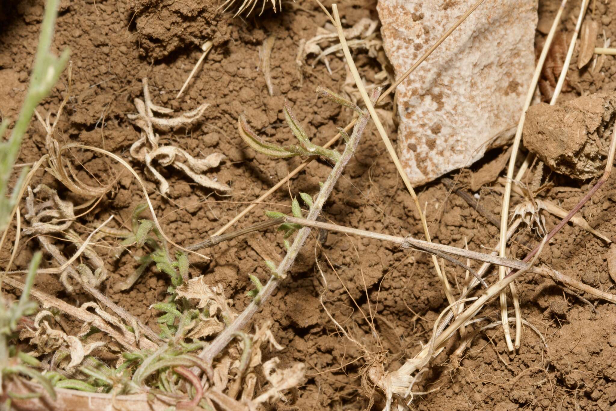 Слика од Centaurea glaberrima subsp. divergens (Vis.) Hayek