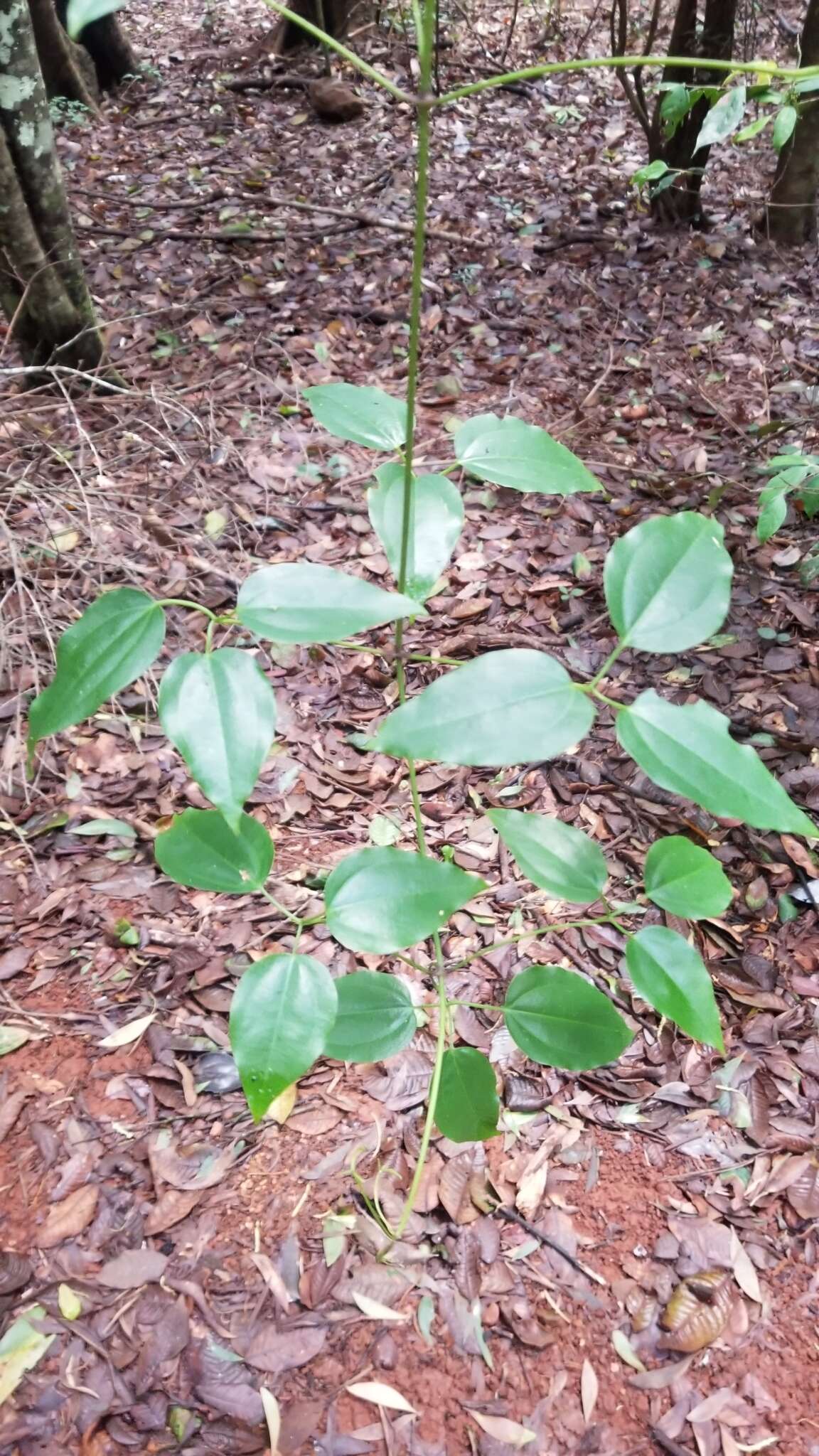 Image of Clematis pickeringii A. Gray