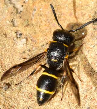 Image de Leptochilus andalusicus Blüthgen 1953