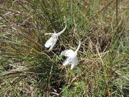 Plancia ëd Delphinium leroyi Franch. ex Huth