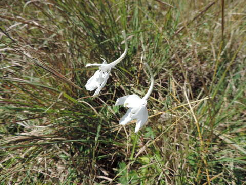 Delphinium leroyi Franch. ex Huth的圖片