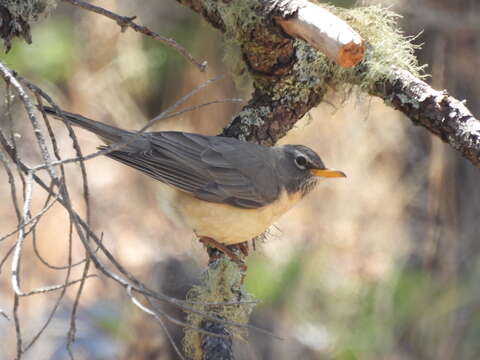 Image of Turdus migratorius confinis Baird & SF 1864