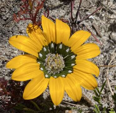 Imagem de Gazania pectinata (Thunb.) Hartweg