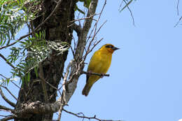 Image of Baglafecht Weaver