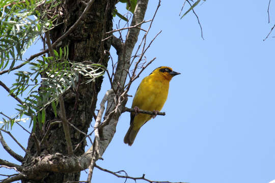 Image of Baglafecht Weaver