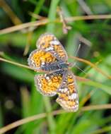 Image of Pearl Crescent