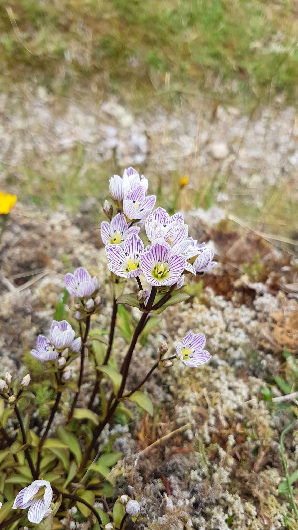 Image of Gentianella patula (Cheesem.) Holub