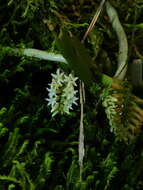 Image of Fairy bentspur orchid