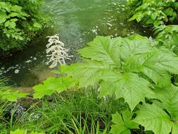 صورة Rodgersia podophylla A. Gray