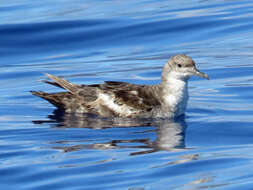 Image of Balearic Shearwater