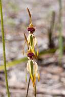 Image of Stumpy spider orchid