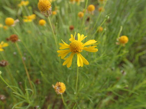 Image of Yellowdicks