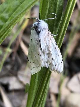 Image of Vestal Tiger Moth