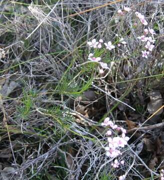 Image of Granite Boronia