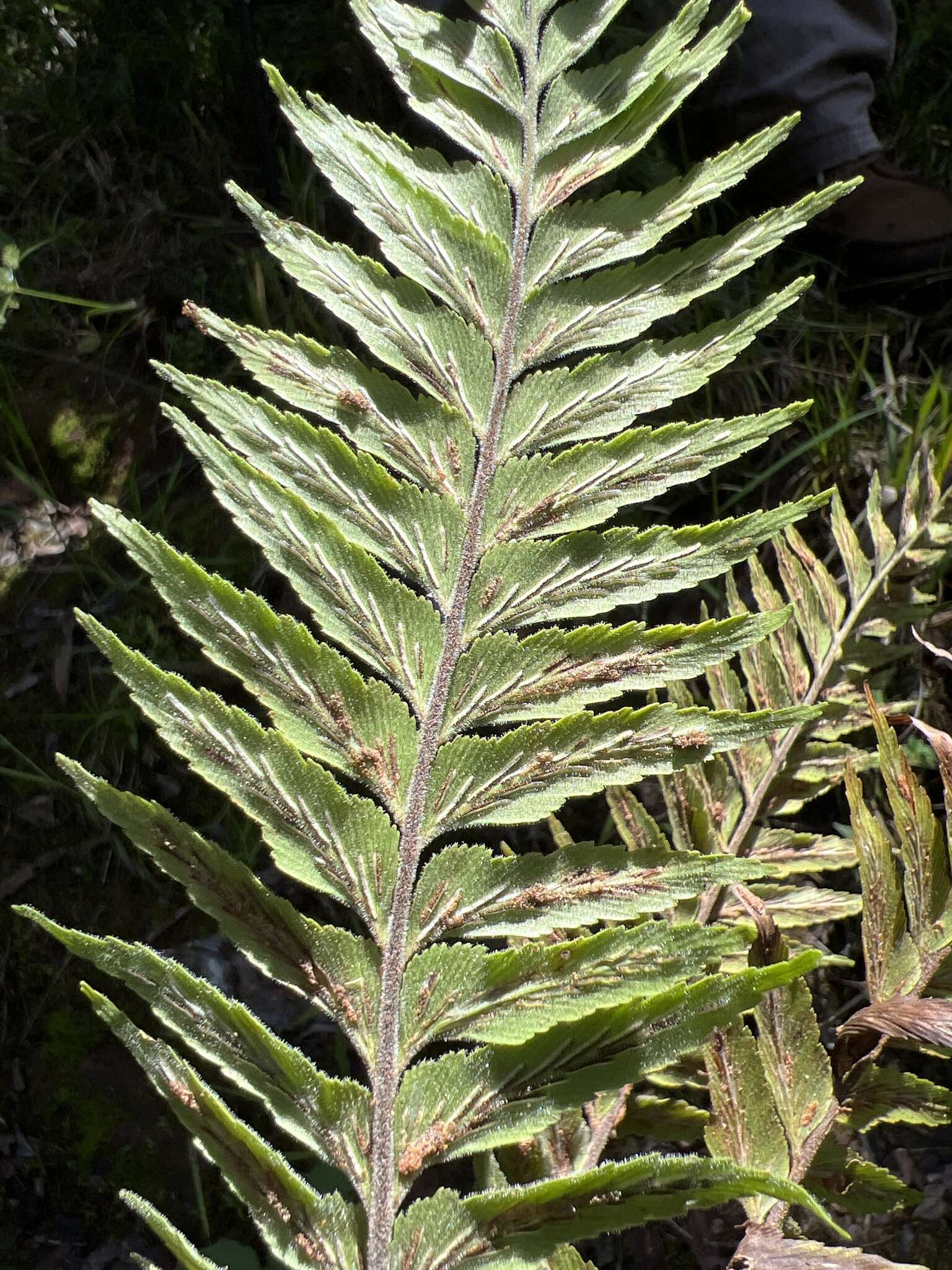 Image of Forest Spleenwort