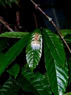 Image of Boulenger's Tree Frog