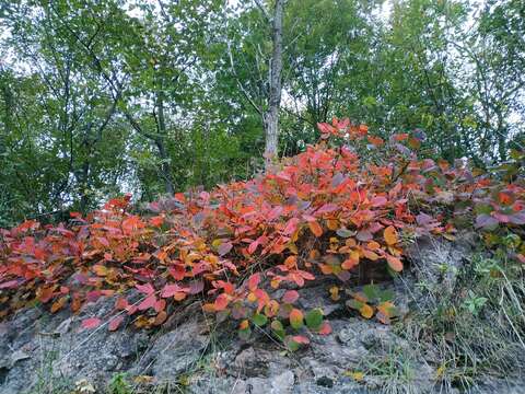 Image of European smoketree