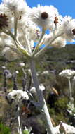 Helichrysum fruticans (L.) D. Don resmi