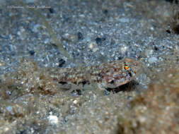Image of Comma goby