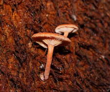 Plancia ëd Lactarius eucalypti O. K. Mill. & R. N. Hilton 1987