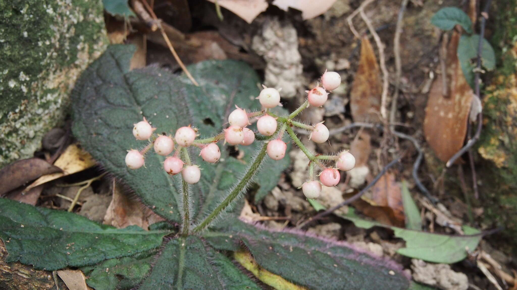 Image of Ardisia primulifolia Gardner & Champ.