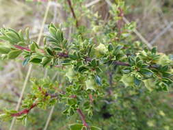 Escallonia myrtilloides L. fil. resmi